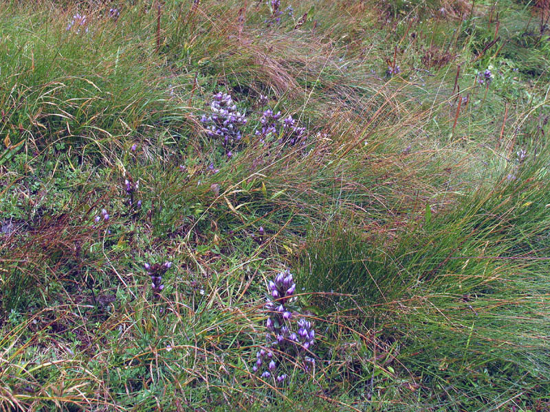 Gentianella engadinensis / Genzianella dell''Engadina